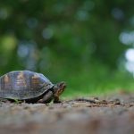 Box turtle on a gravel path in the woods