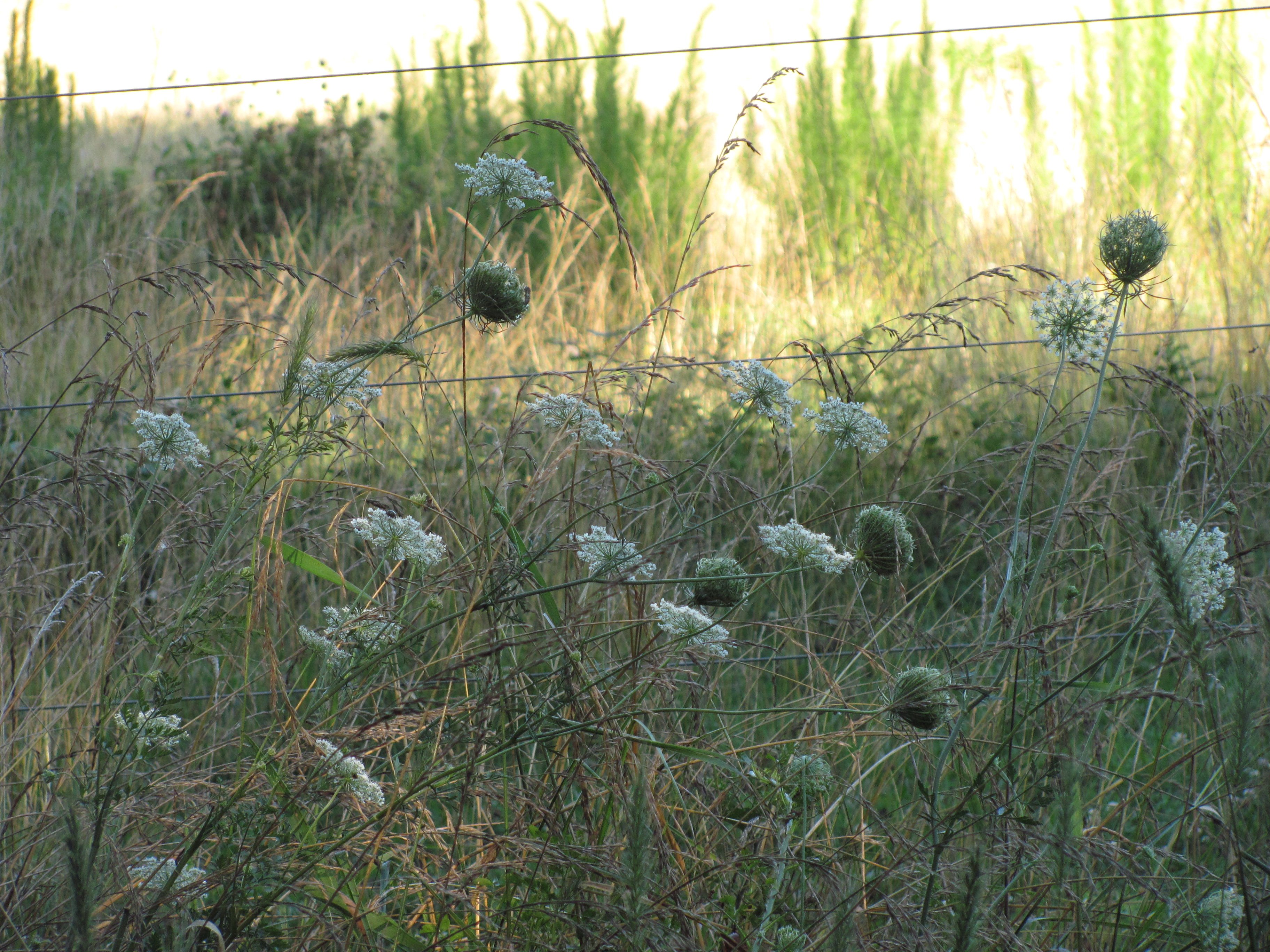 Queen Anne's Lace in front of a cow pasture