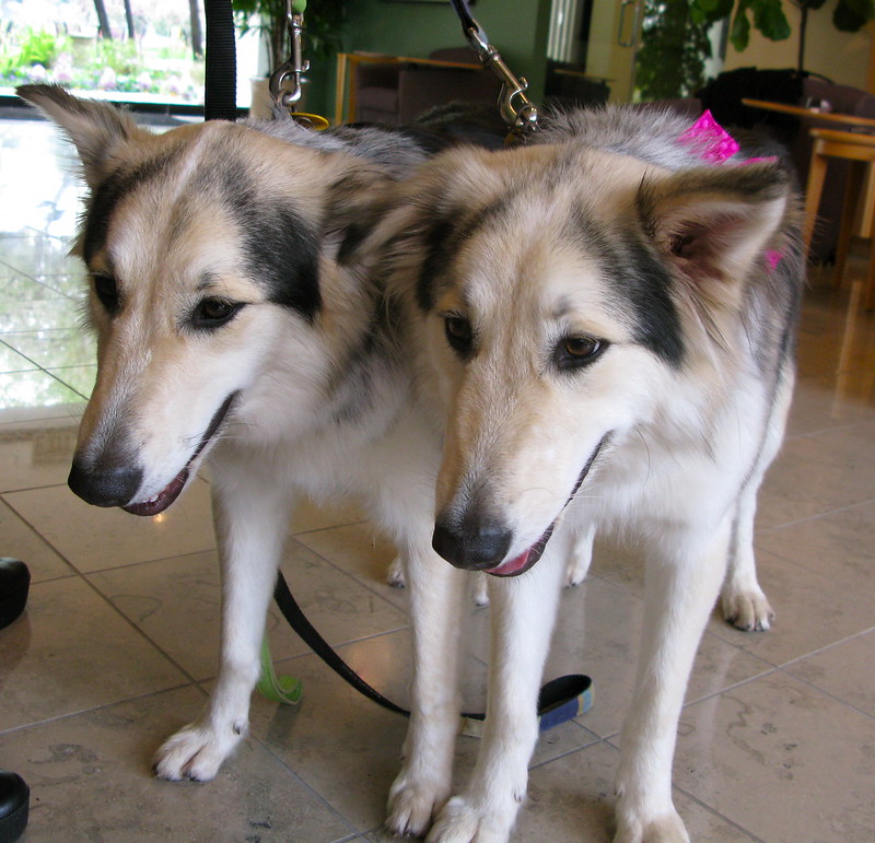 Cute cloned dogs