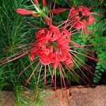 The Red Spider Lily, or "surprise lilies," my favorite flower (Canon PowerShot A630)