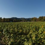 Panorama 3 of Doe Run Farm Sunflower Maze (Panasonic GH5s, Sigma 16mm f/1.4 DC DN lens)
