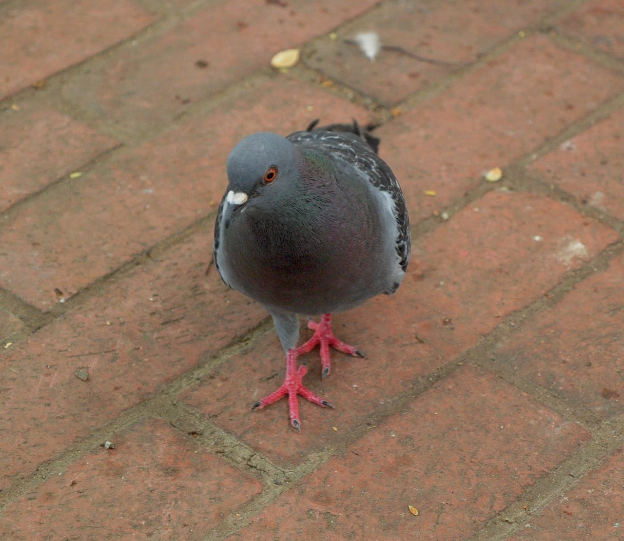 A pigeon in Washington, D.C.