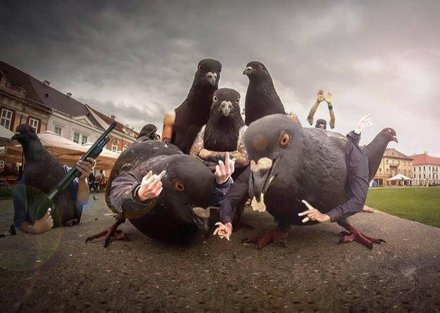 Gangster pigeons
